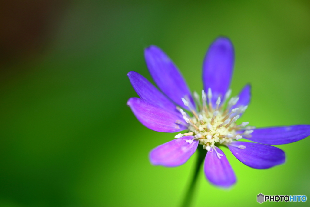 街の花