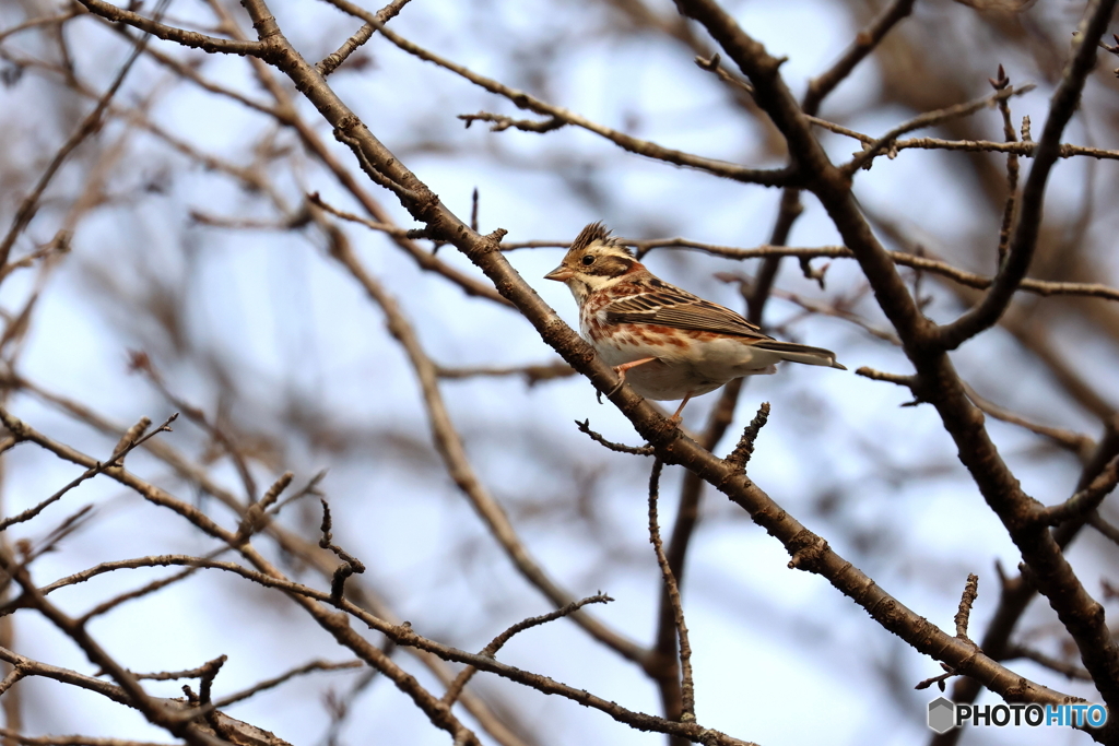 野鳥