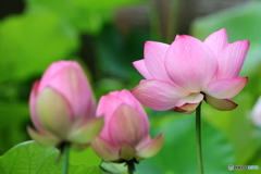 蓮池