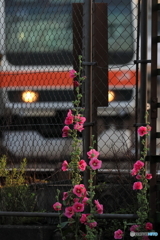 街の花