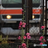 街の花