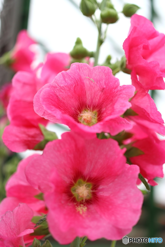 街の花