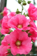 街の花