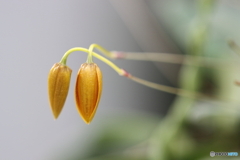 園の花 園の花