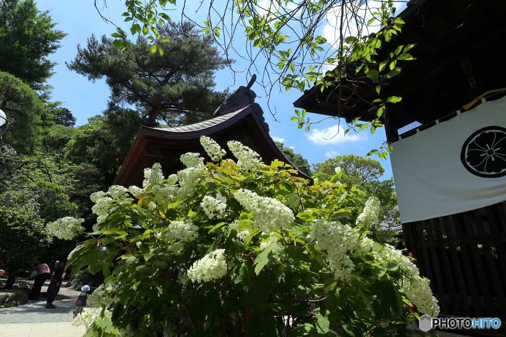 街の花