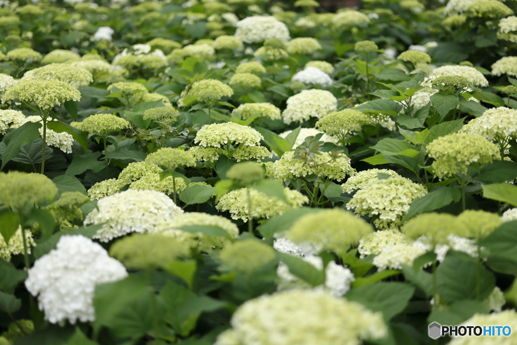 郷土の森