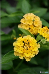 街の花