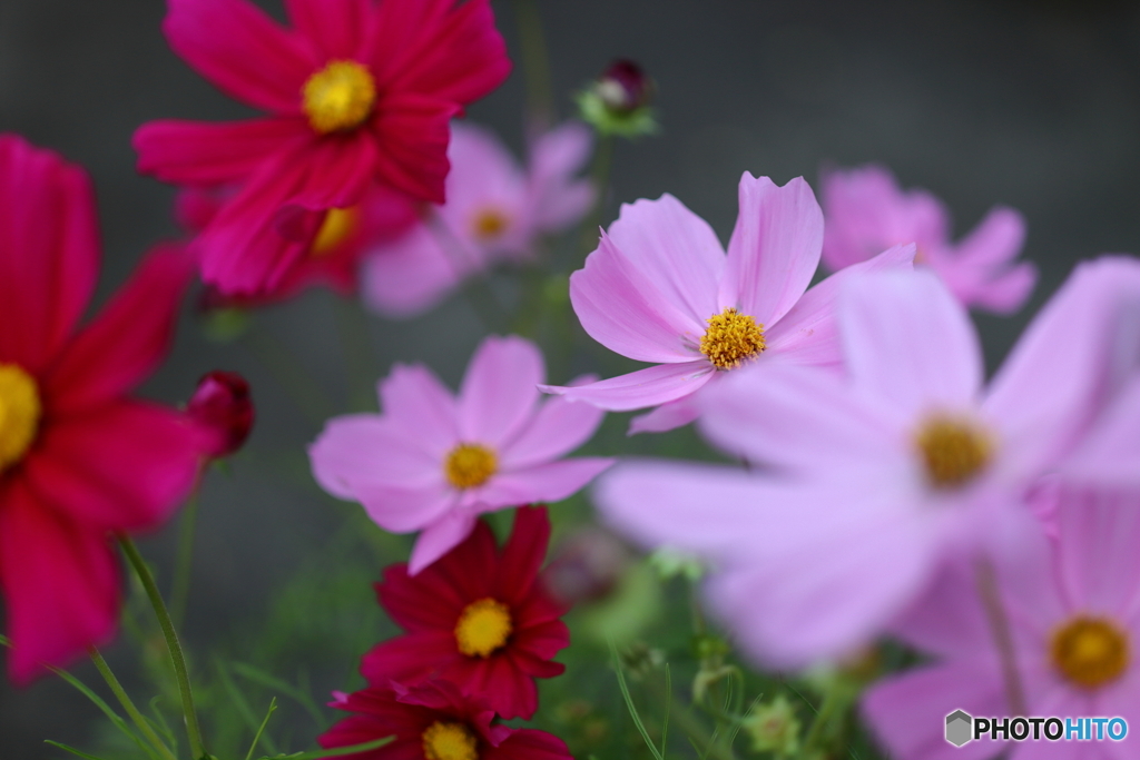 街の花