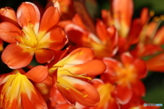 街の花
