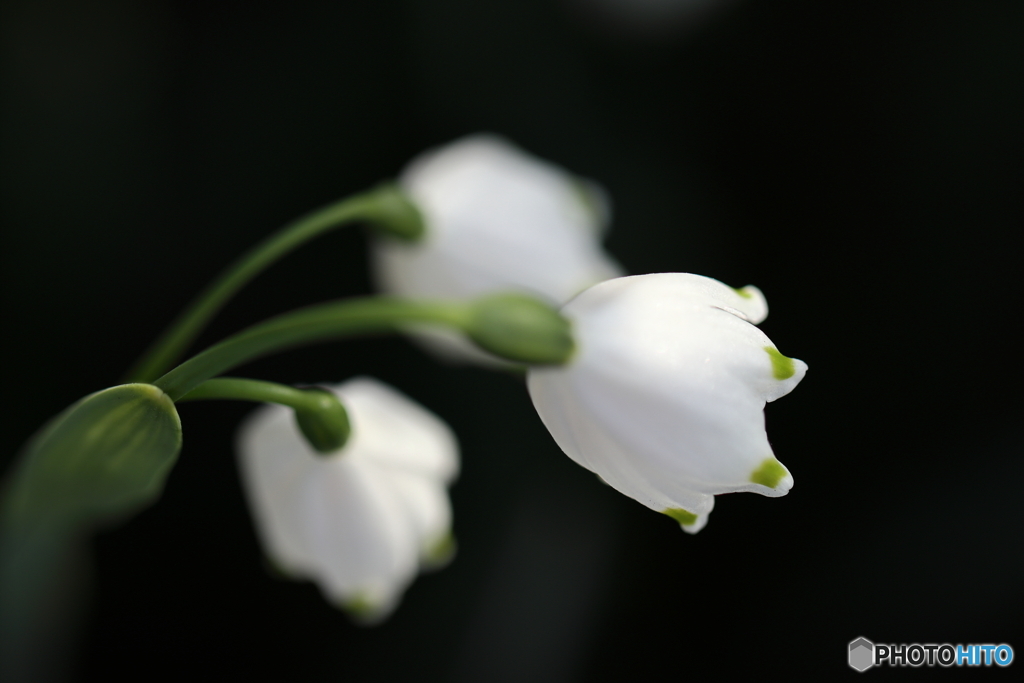 街の花