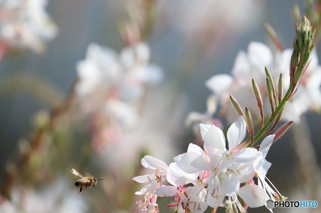 街の花