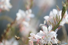 街の花