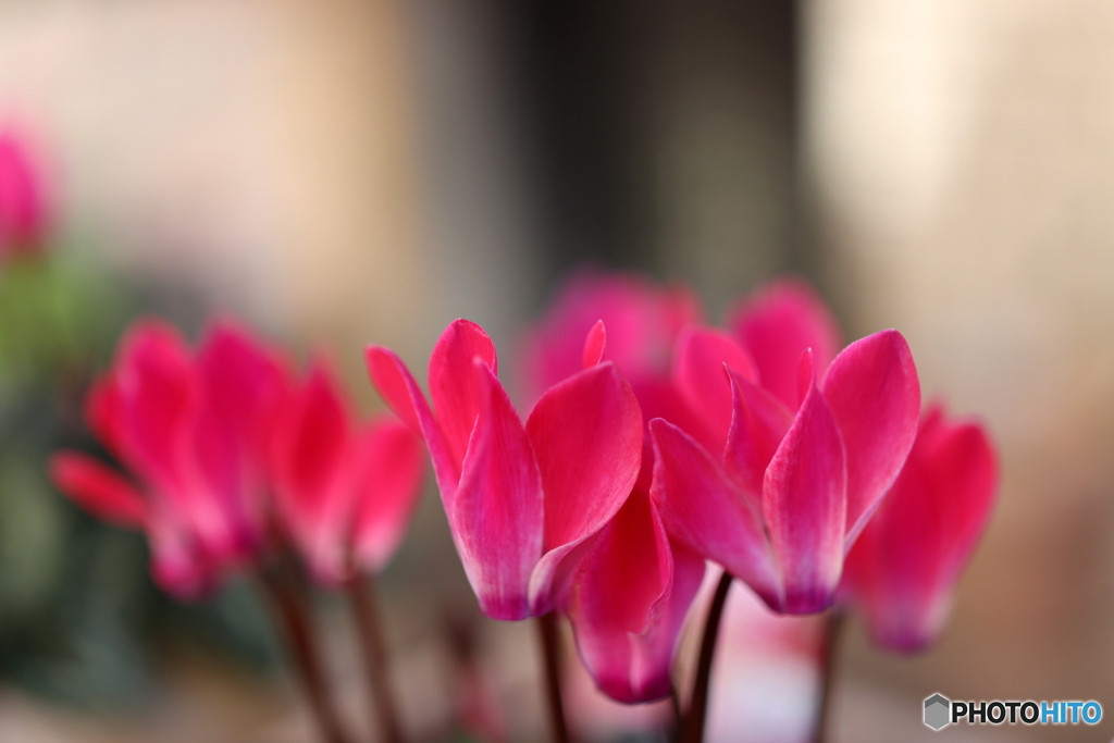 街の花