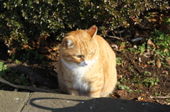 動物　猫４（不忍池の巨漢猫）