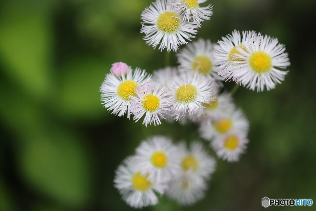 街の花