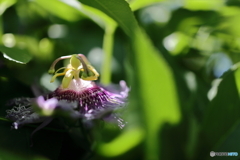 園の花