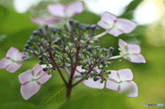 紫陽花