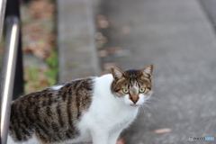 近所の猫