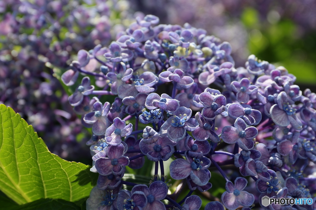 街の花