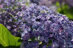 街の花