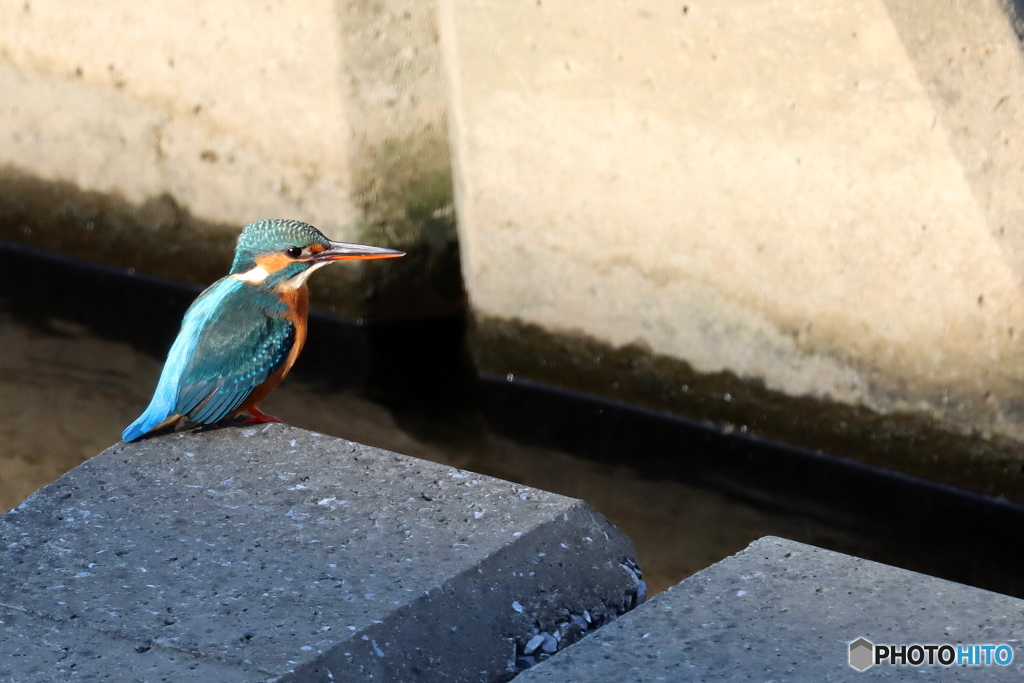 野鳥