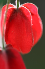 街の花