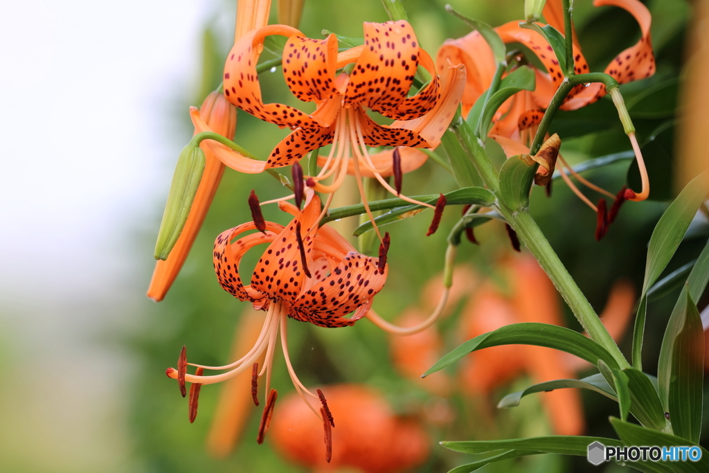 街の花