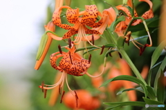 街の花