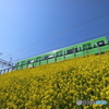 菜の花