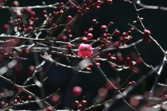 街の花