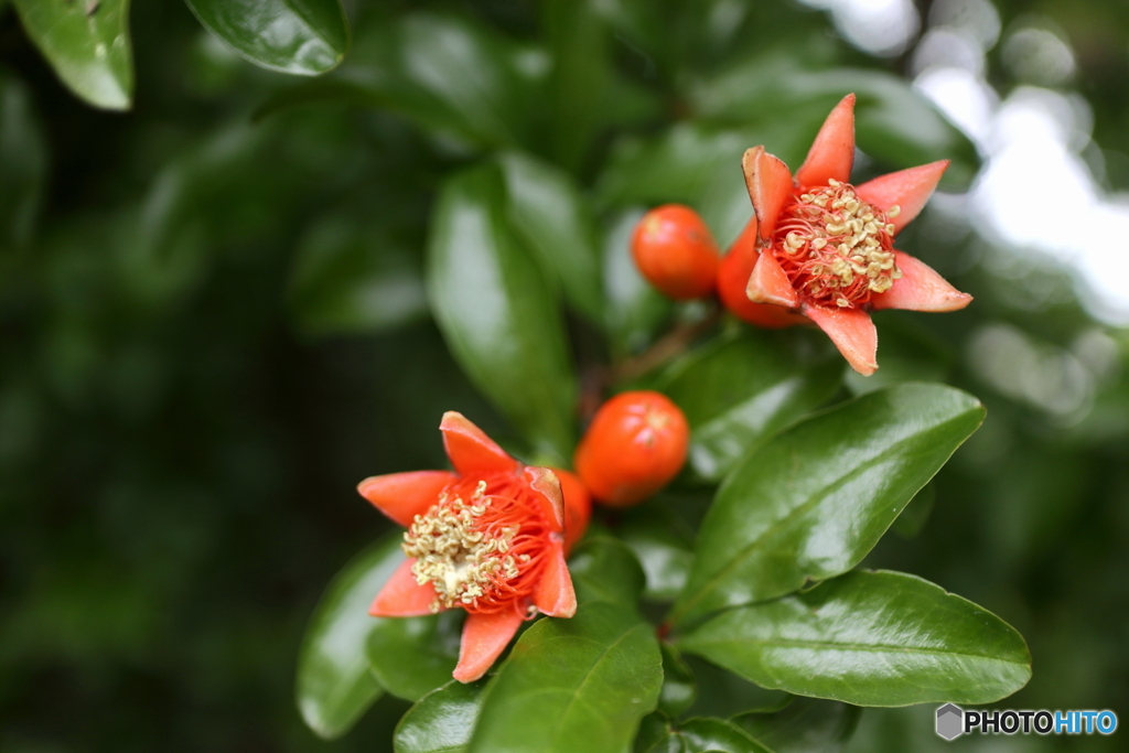 街の花