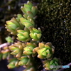 植物たち