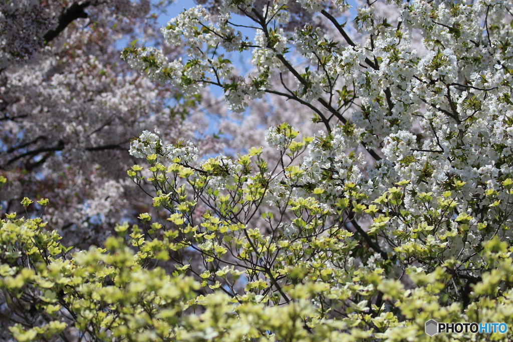 街の花