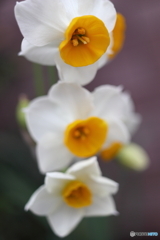 街の花
