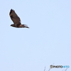 野鳥