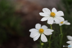 街の花