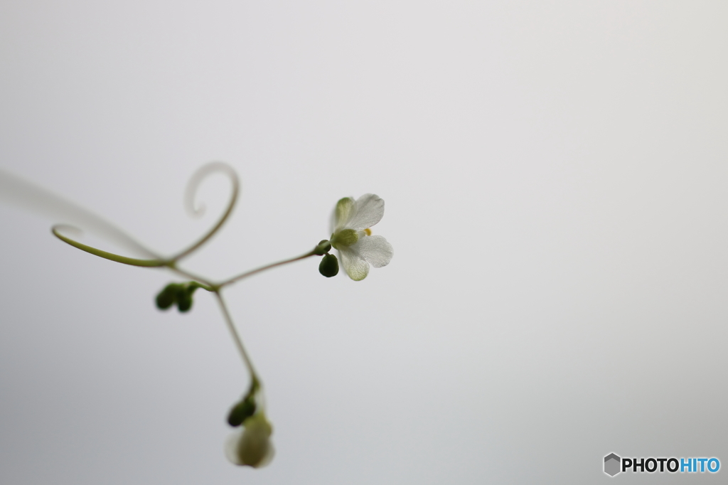 街の花