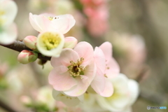 街の花