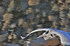 野鳥