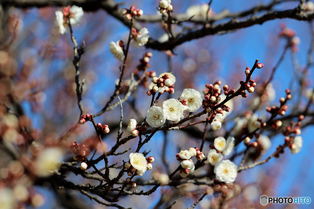 園の花