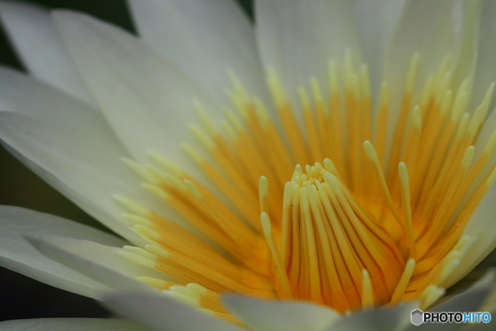 園の花