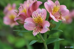 街の花