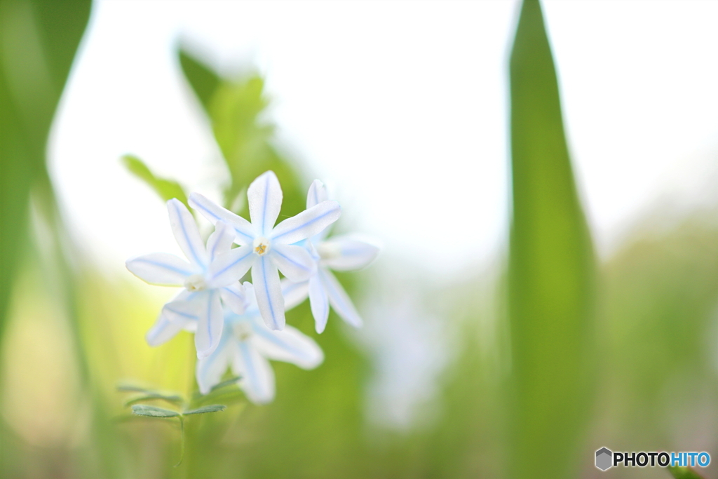 園の花