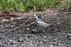 野鳥
