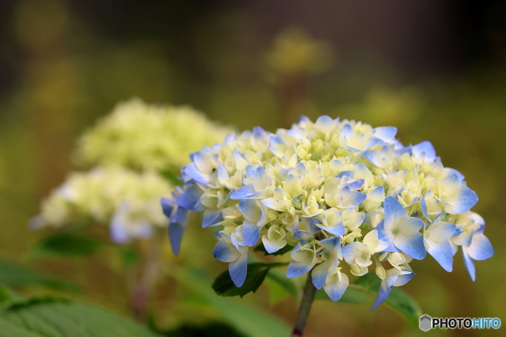 街の花
