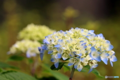 街の花