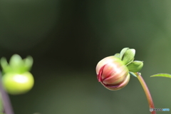 園の花