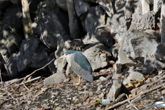 野鳥