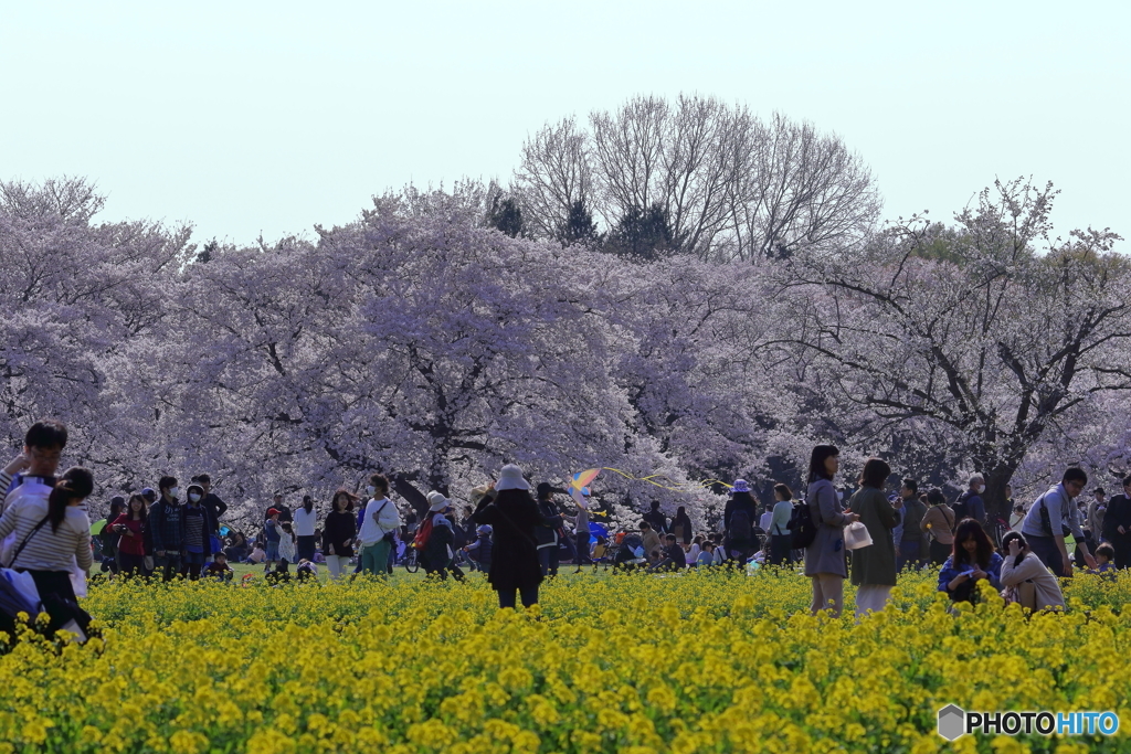 菜の花畑