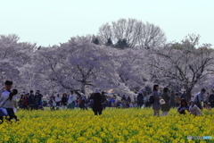 菜の花畑